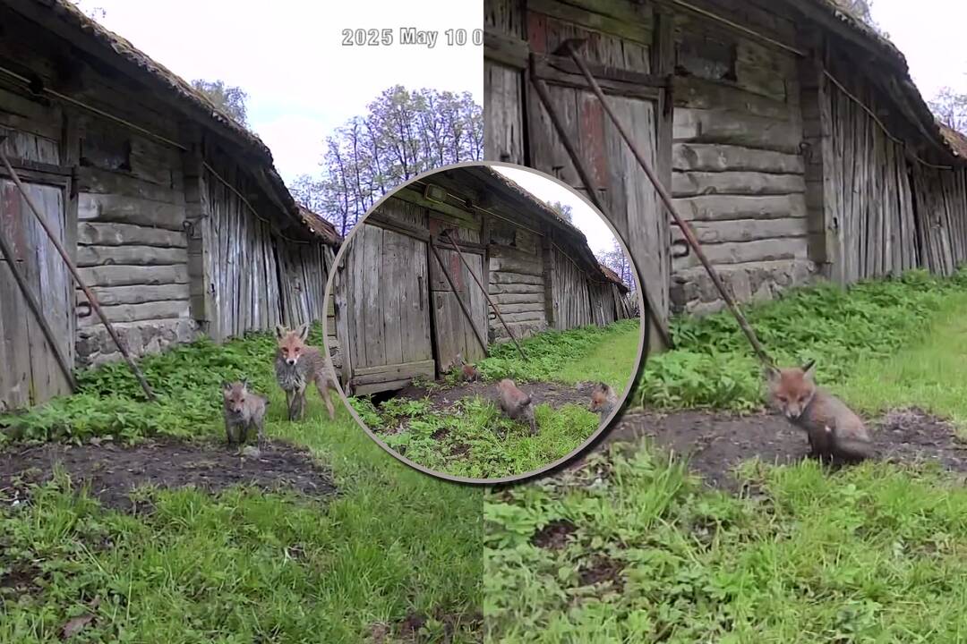 Būna ir taip: lapė su lapiukais okupavo tvartą