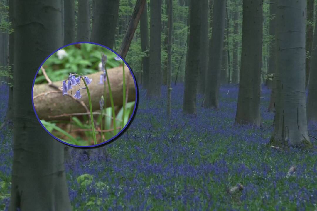 Šis miškas kiekvieną pavasarį tampa pasakišku: tai – didelis žalias apkabinimas