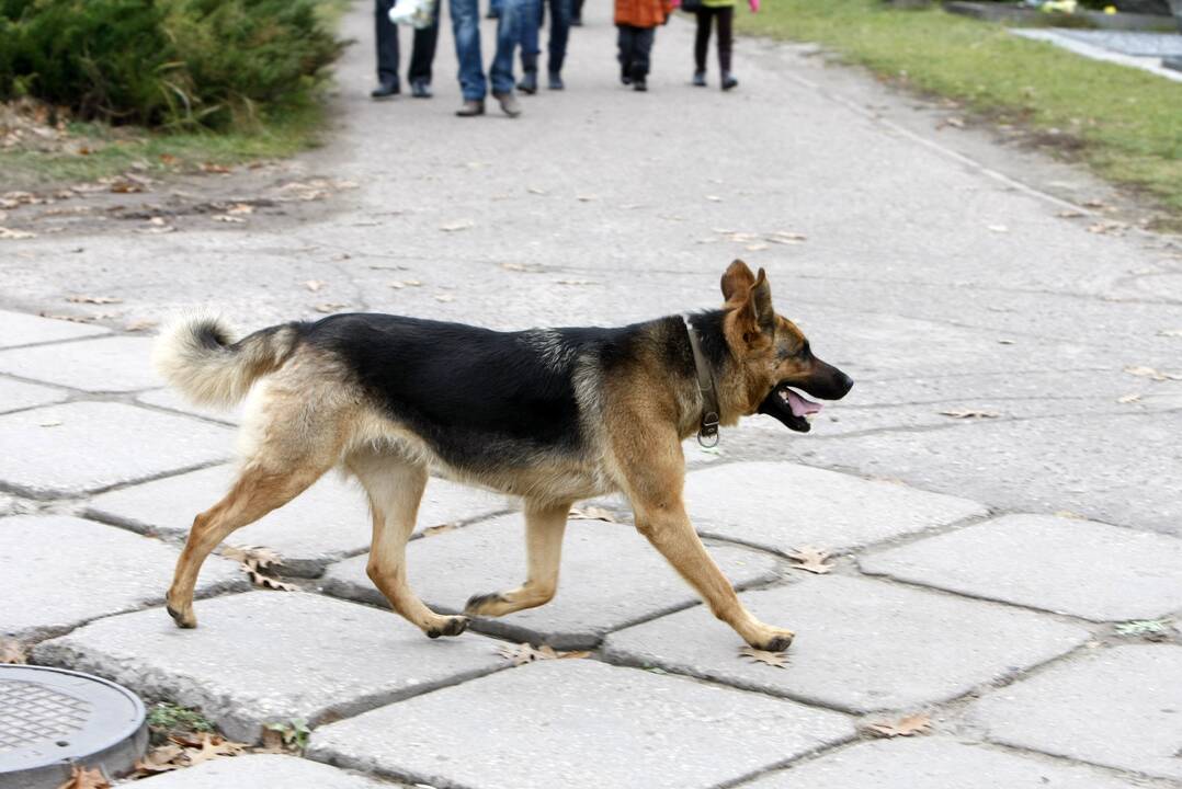 Nepasitenkinimas: ištirpus sniegui, klaipėdiečius erzina ir pykdo daugiabučių kiemuose išryškėjusios „dovanėlės“.