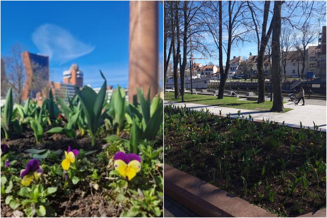 Klaipėda puošiasi pavasarinių gėlių žiedais