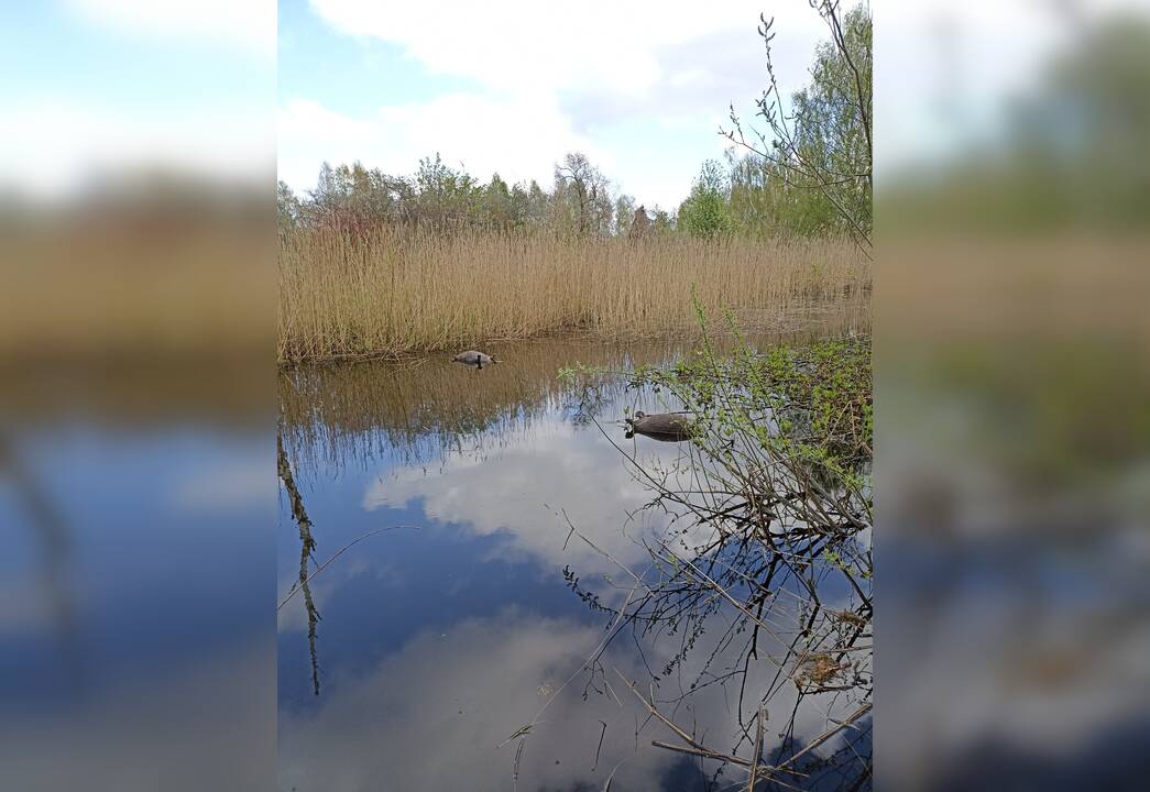 Po kritusių karosų – bebrų eilė