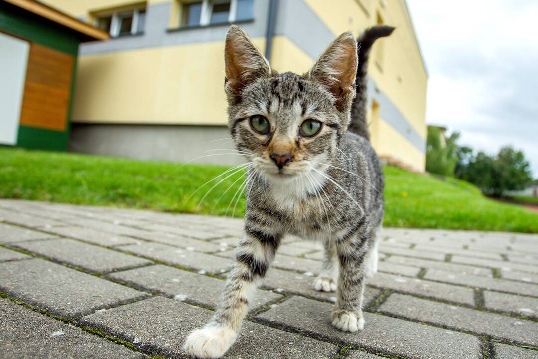 Pasivaikščiojimas po Punską