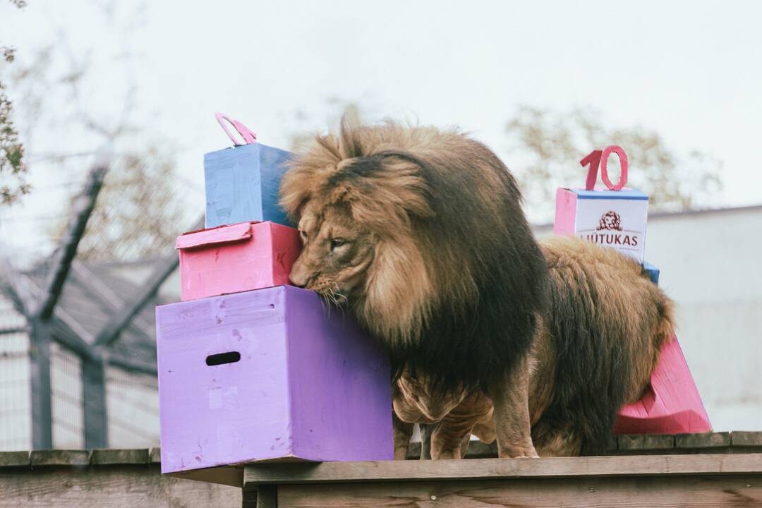 Lietuvos zoologijos sode liūtai švenčia savo gimtadienį