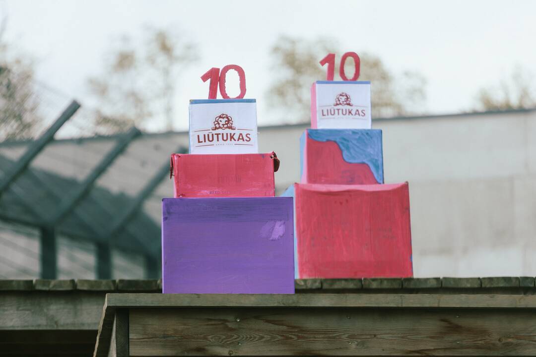 Lietuvos zoologijos sode liūtai švenčia savo gimtadienį
