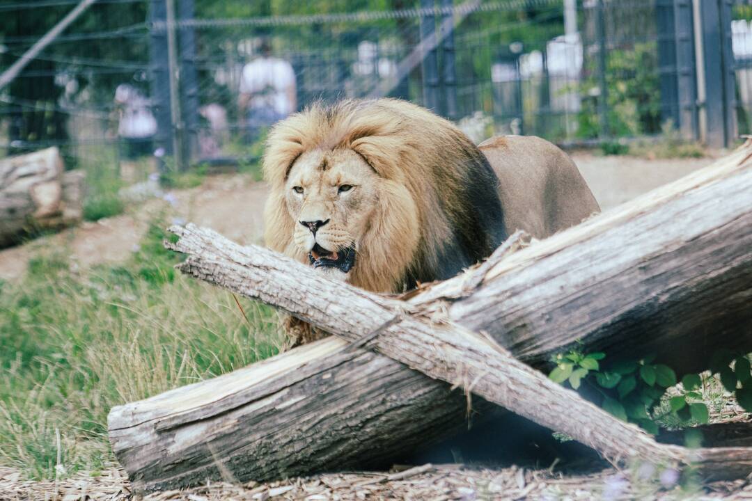 Lietuvos zoologijos sode liūtai švenčia savo gimtadienį