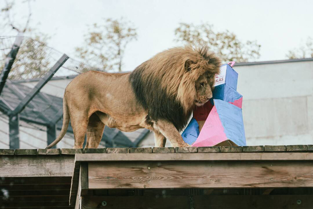 Lietuvos zoologijos sode liūtai švenčia savo gimtadienį