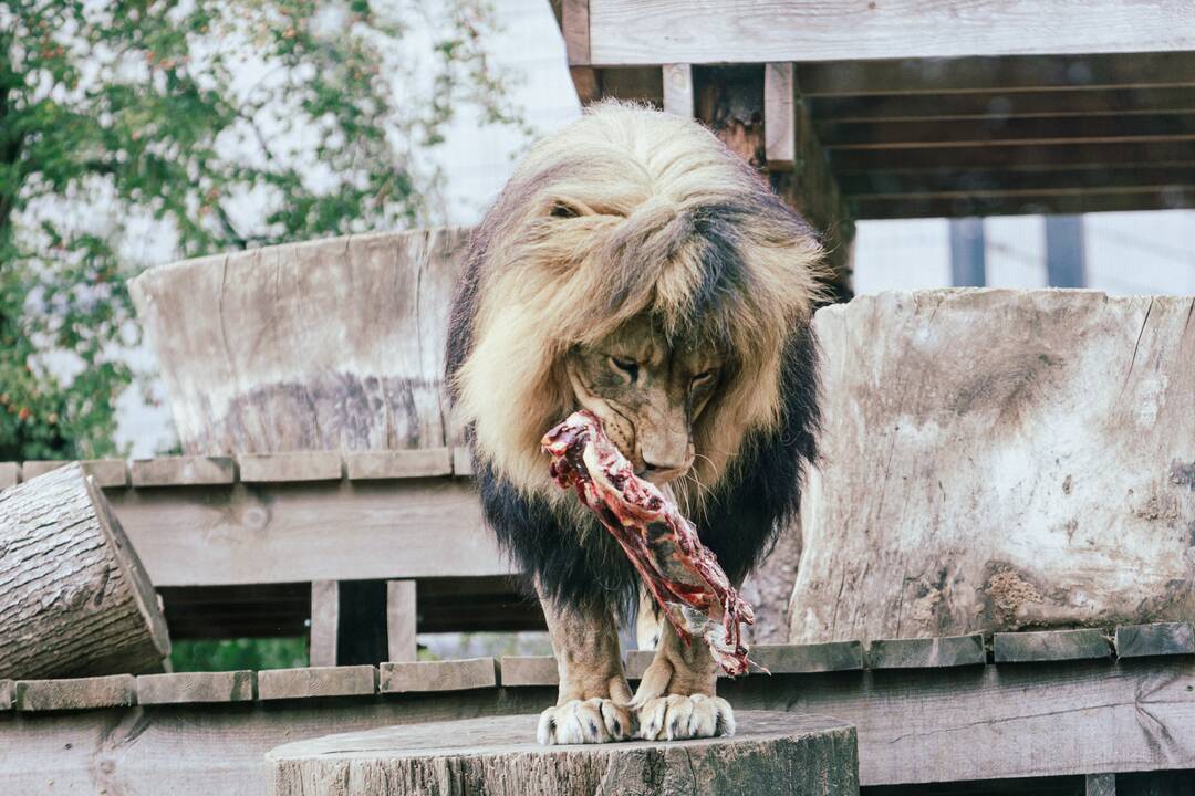 Lietuvos zoologijos sode liūtai švenčia savo gimtadienį