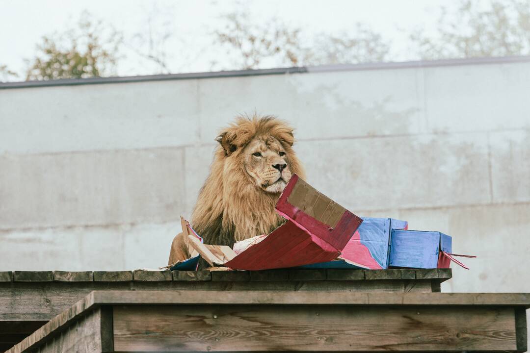 Lietuvos zoologijos sode liūtai švenčia savo gimtadienį