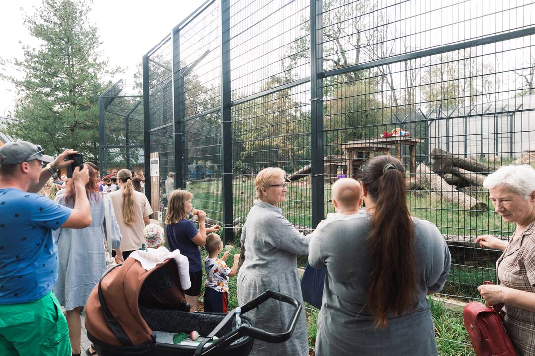 Lietuvos zoologijos sode liūtai švenčia savo gimtadienį