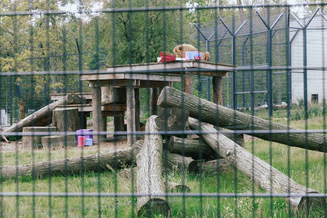 Lietuvos zoologijos sode liūtai švenčia savo gimtadienį