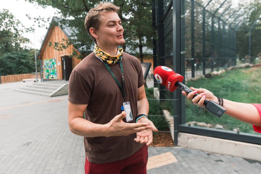 Lietuvos zoologijos sode liūtai švenčia savo gimtadienį