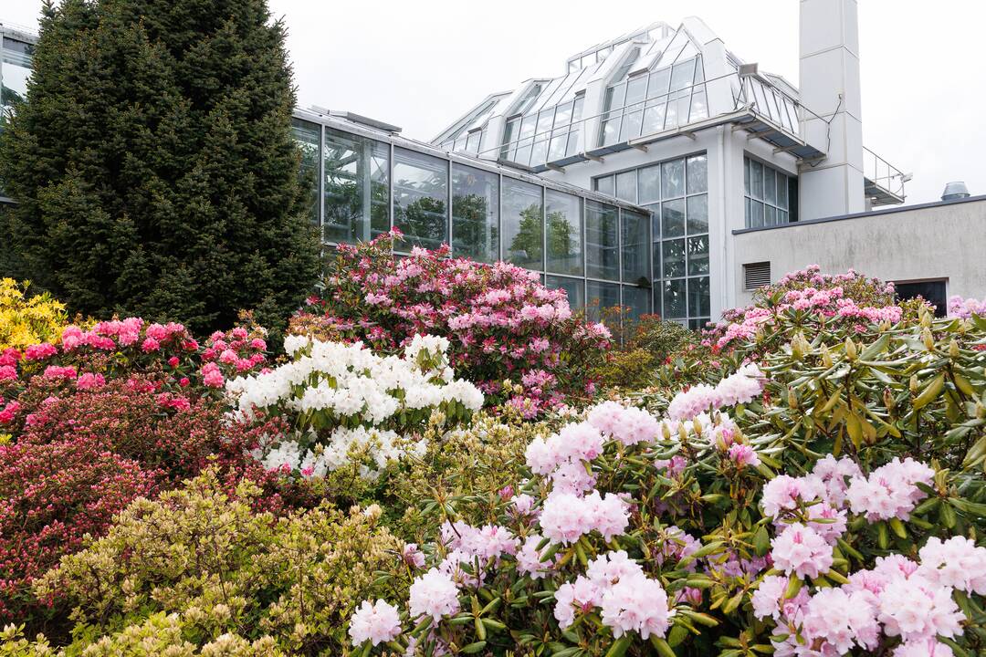 „Botaninių naktų“ magija ir koncertas