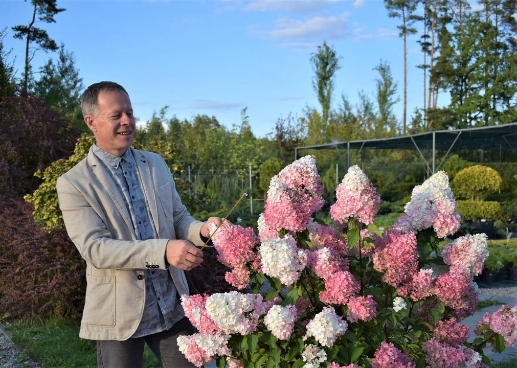 Dendrologas A. Rutkauskas sako, kad itin dekoratyvios ir labiausiai pakančios šalčiams šluotelinės hortenzijos užauga iki 1,2–1,5 m aukščio, stebina dideliais, iki 30 cm ilgio žiedynais. 