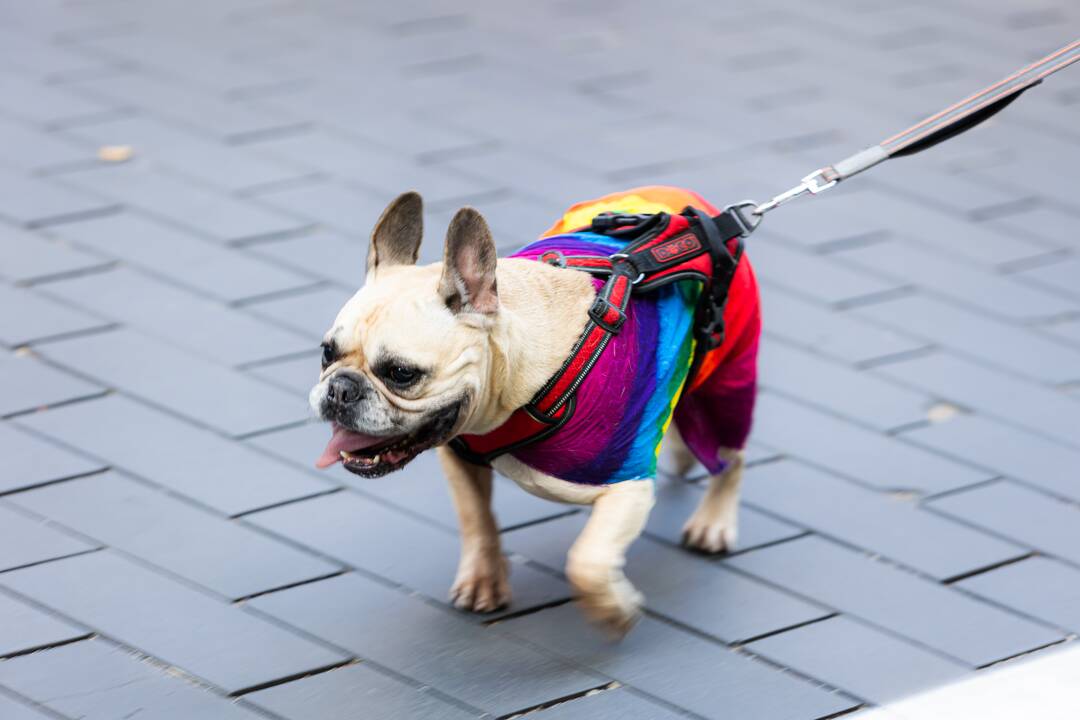 Sostinėje – LGBT eitynės  „Už lygybę!“