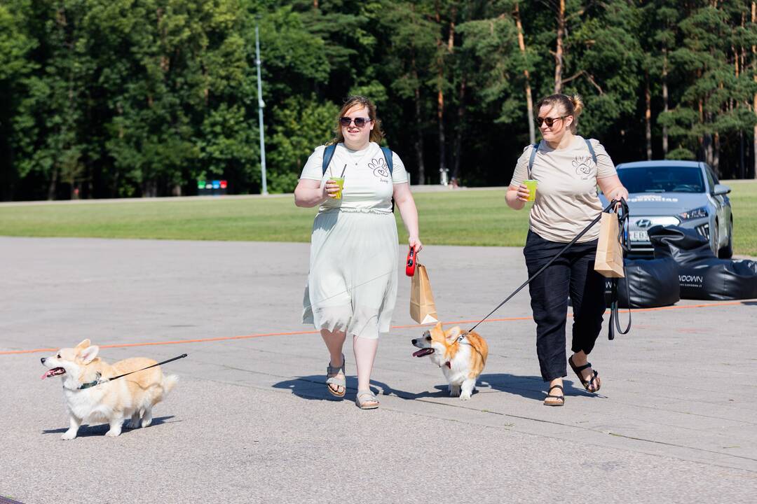 Korgių lenktynės Vingio parke