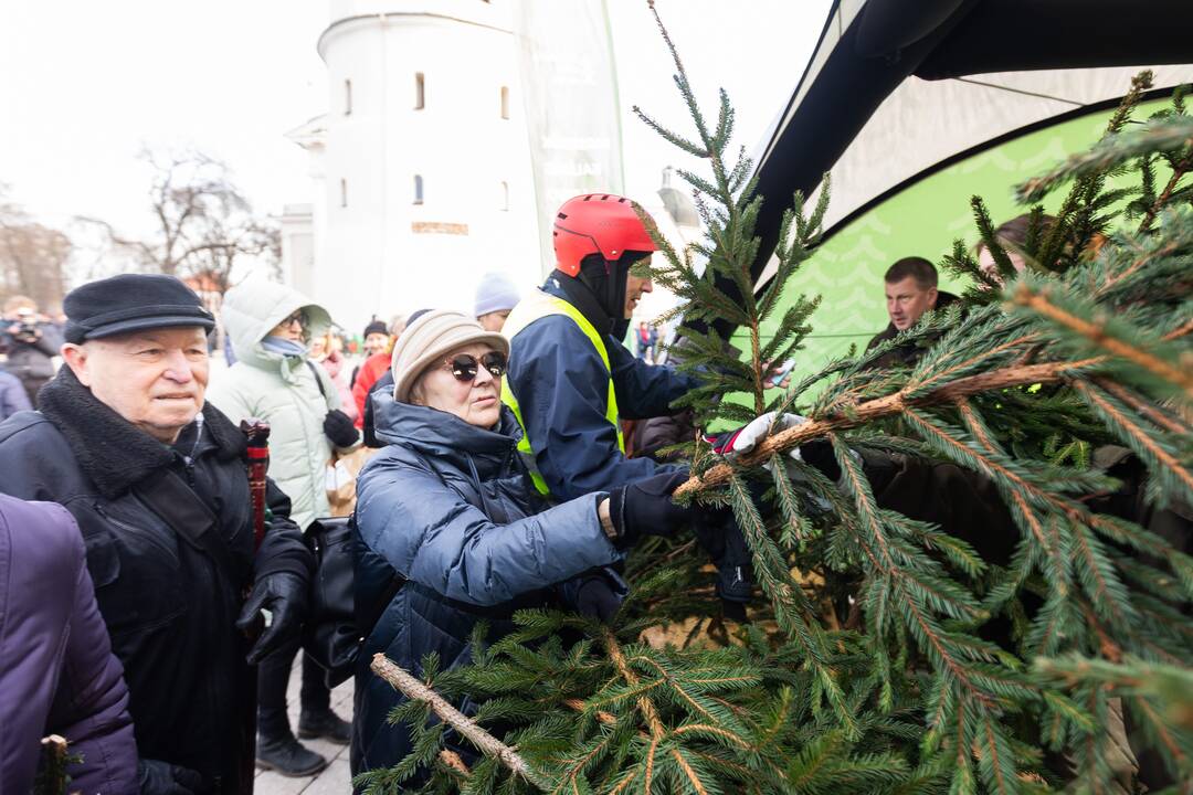 Katedros aikštėje dovanojamos eglių ir pušų šakos