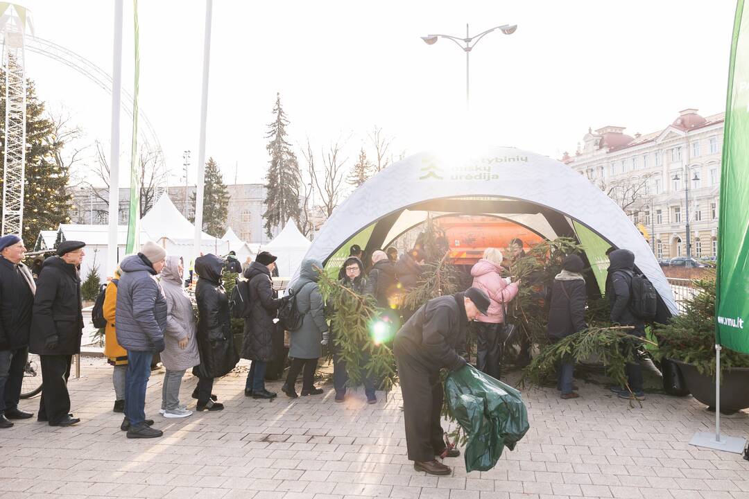 Katedros aikštėje dovanojamos eglių ir pušų šakos