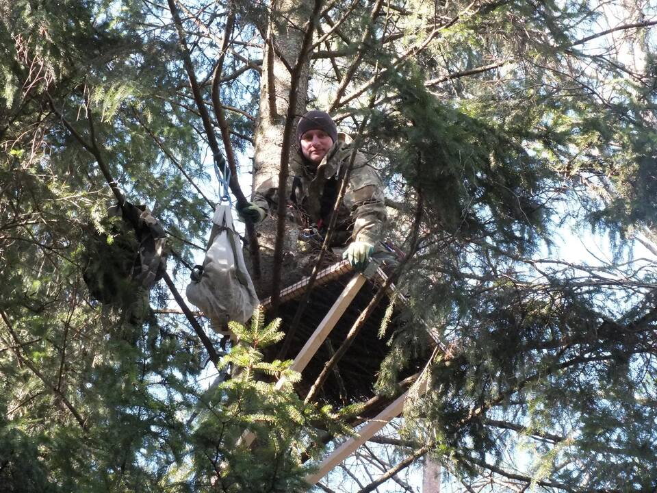 Jūriniai ereliai – reti, saugomi plėšrieji paukščiai.