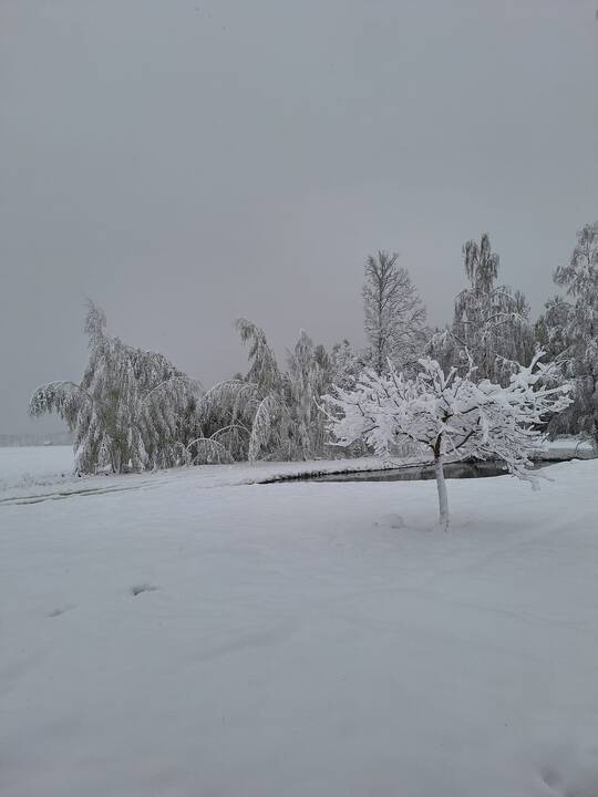 Lietuvoje prisnigo