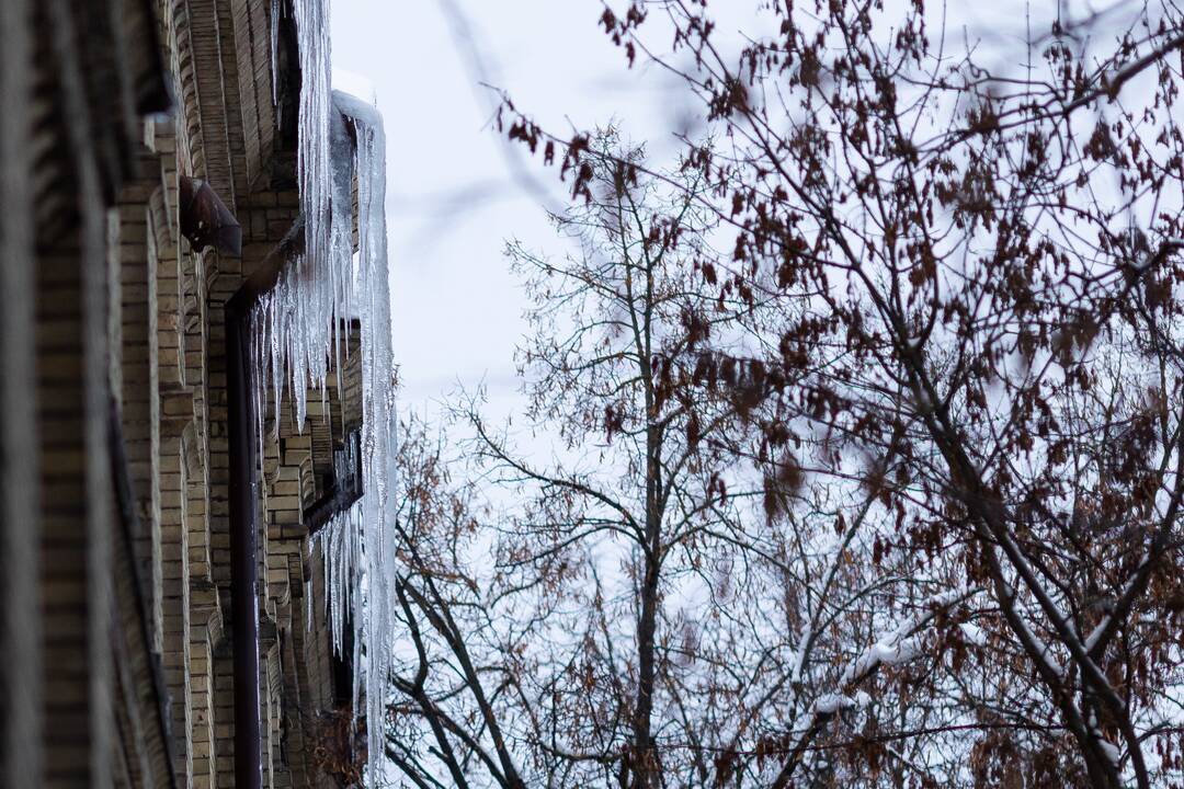 Varvekliai ant namų stogų Mindaugo gatvėje