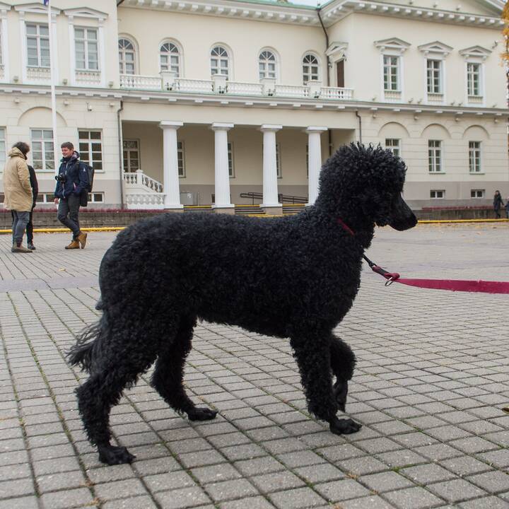 Renginys „Mamos už mamas! Palaikymo valanda Rasai Račienei“