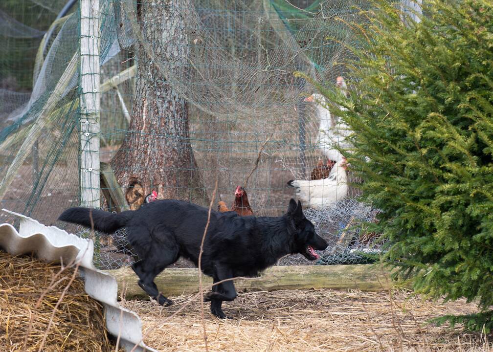 Charakteris: J.Stepanovos teigimu, vokiečių aviganiai – labai socialūs gyvūnai, jie labiau džiaugiasi ne paleisti lakstyti, o bendraudami su šeimininku, žaisdami.