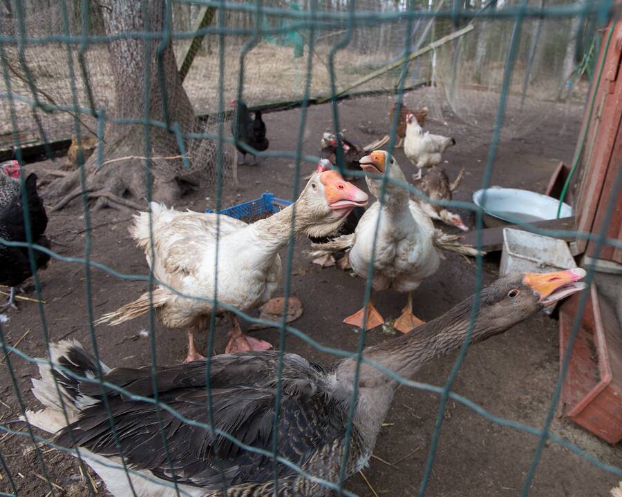 Charakteris: J.Stepanovos teigimu, vokiečių aviganiai – labai socialūs gyvūnai, jie labiau džiaugiasi ne paleisti lakstyti, o bendraudami su šeimininku, žaisdami.