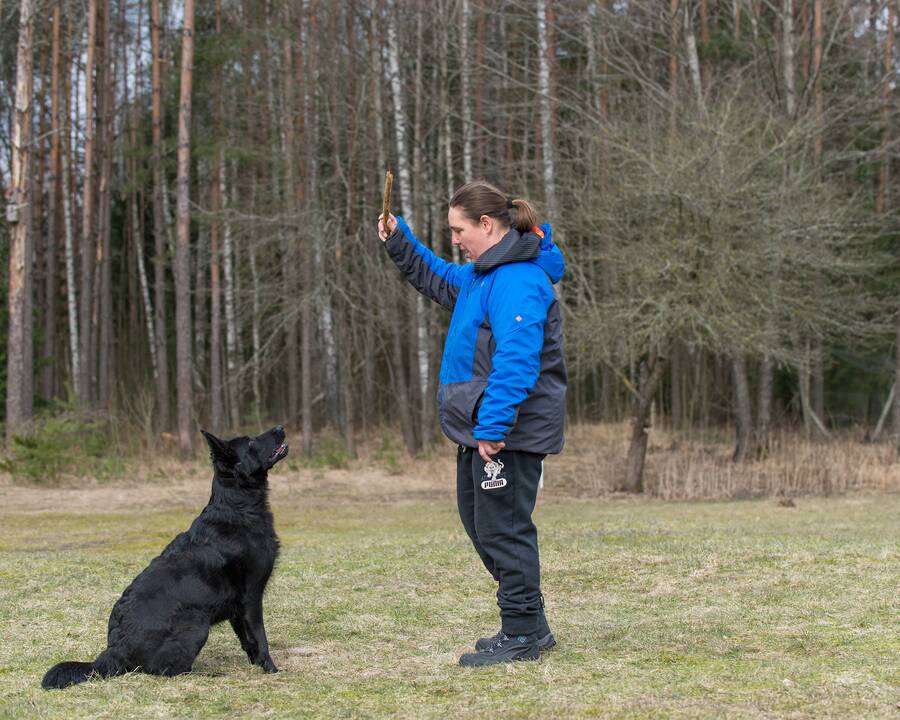 Charakteris: J.Stepanovos teigimu, vokiečių aviganiai – labai socialūs gyvūnai, jie labiau džiaugiasi ne paleisti lakstyti, o bendraudami su šeimininku, žaisdami.