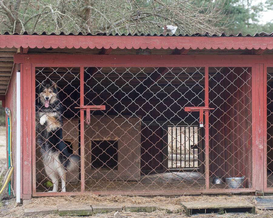 Charakteris: J.Stepanovos teigimu, vokiečių aviganiai – labai socialūs gyvūnai, jie labiau džiaugiasi ne paleisti lakstyti, o bendraudami su šeimininku, žaisdami.