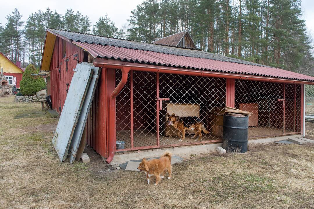 Charakteris: J.Stepanovos teigimu, vokiečių aviganiai – labai socialūs gyvūnai, jie labiau džiaugiasi ne paleisti lakstyti, o bendraudami su šeimininku, žaisdami.