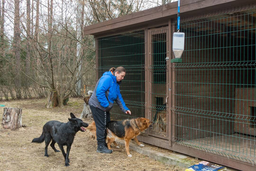 Charakteris: J.Stepanovos teigimu, vokiečių aviganiai – labai socialūs gyvūnai, jie labiau džiaugiasi ne paleisti lakstyti, o bendraudami su šeimininku, žaisdami.