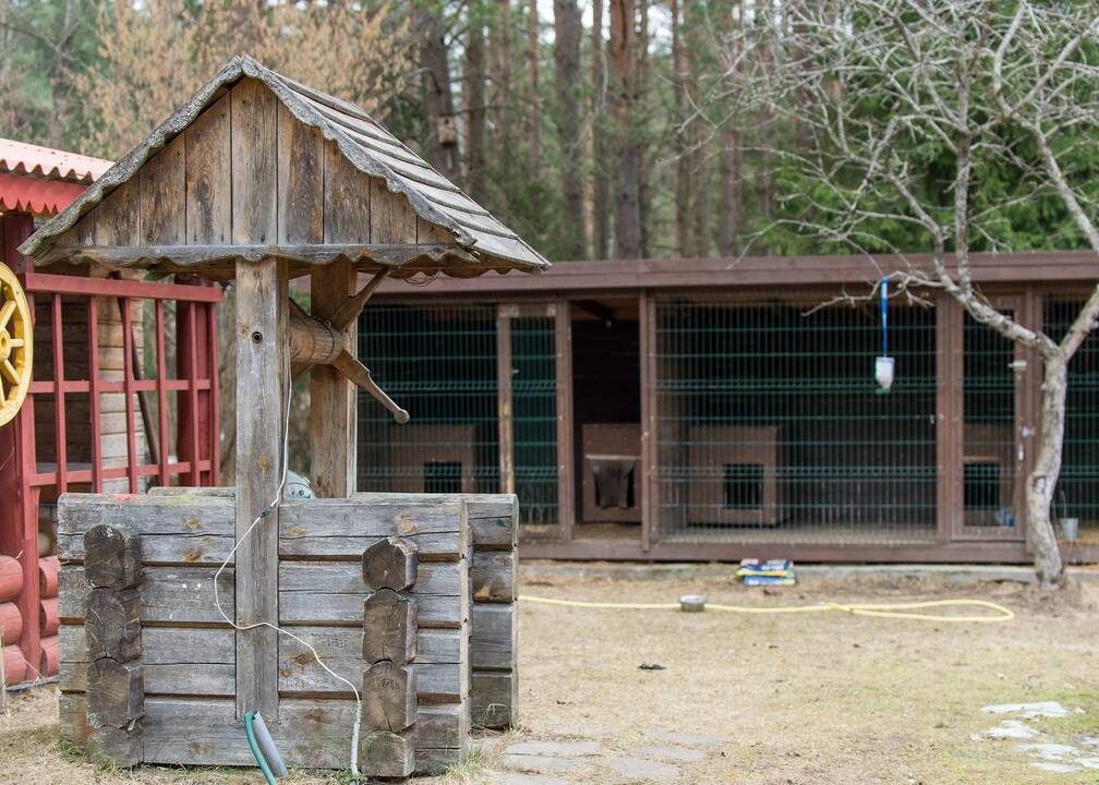 Charakteris: J.Stepanovos teigimu, vokiečių aviganiai – labai socialūs gyvūnai, jie labiau džiaugiasi ne paleisti lakstyti, o bendraudami su šeimininku, žaisdami.