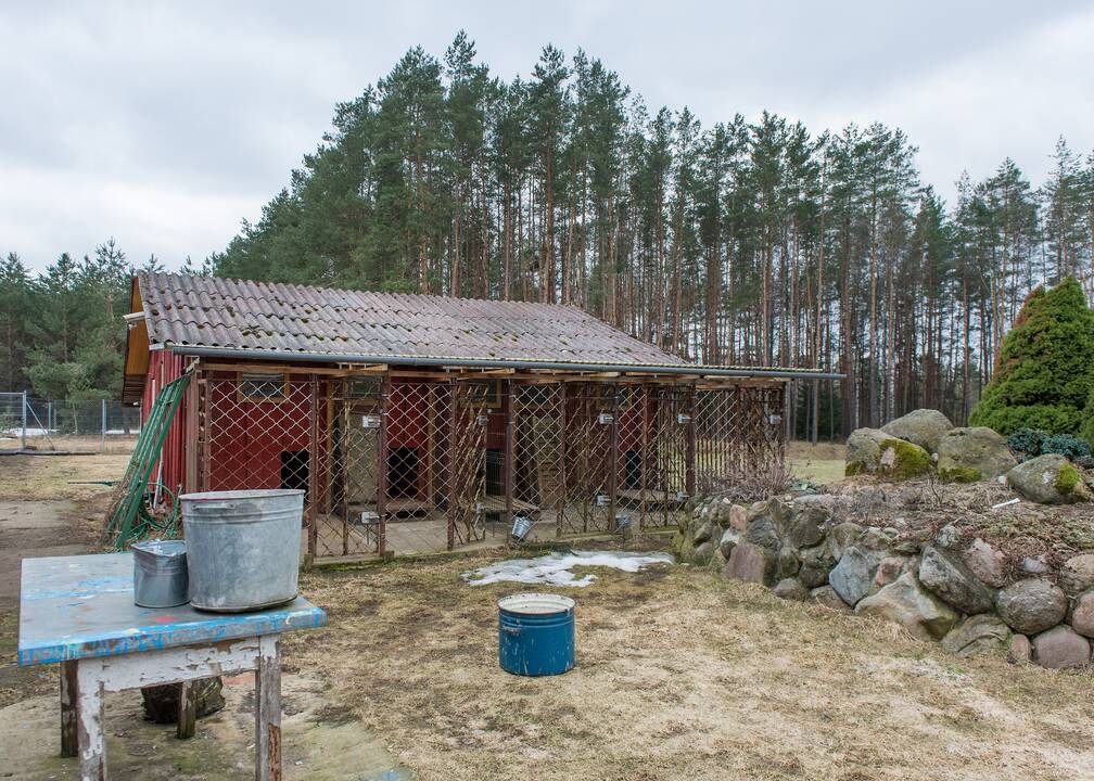 Charakteris: J.Stepanovos teigimu, vokiečių aviganiai – labai socialūs gyvūnai, jie labiau džiaugiasi ne paleisti lakstyti, o bendraudami su šeimininku, žaisdami.