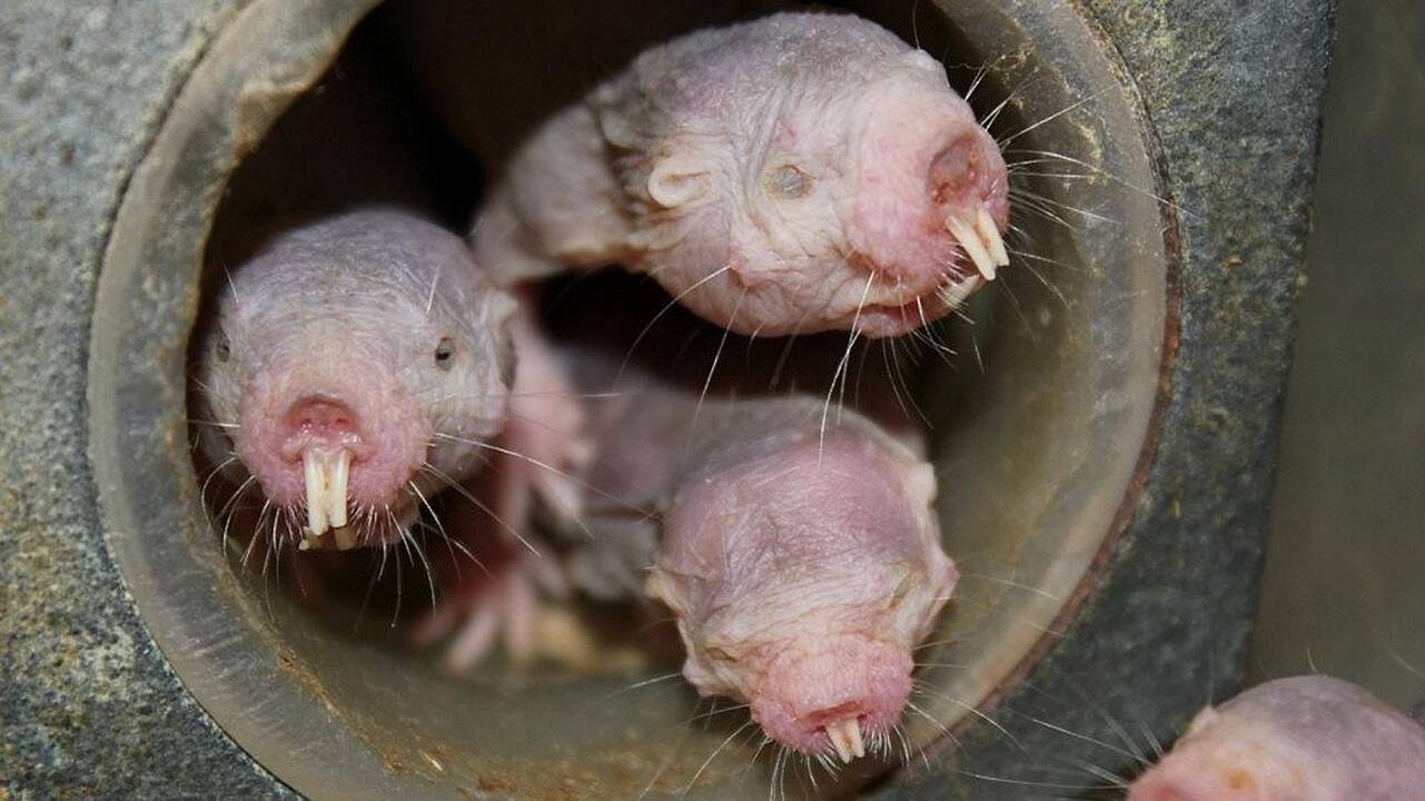 Plikasis smėlrausis