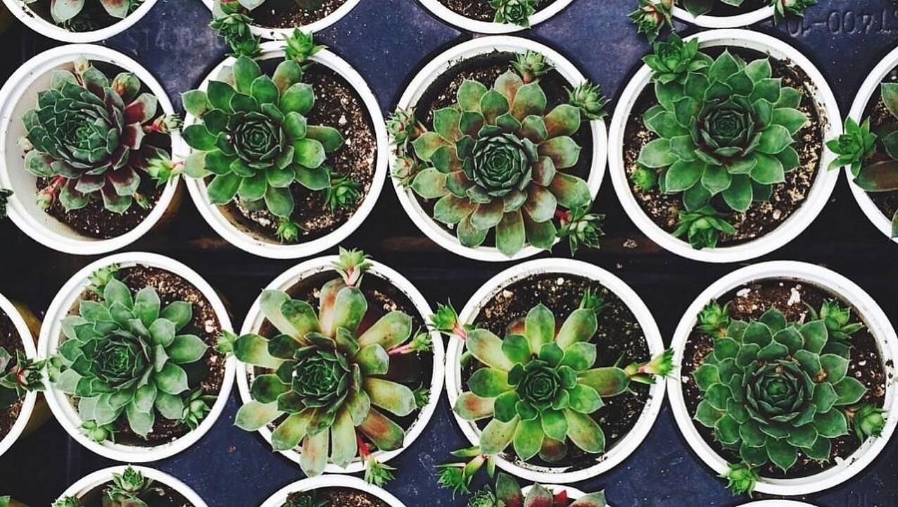 Floristas paaiškino, kaip taisyklingai persodinti augalą: prireiks ir kačių kraiko