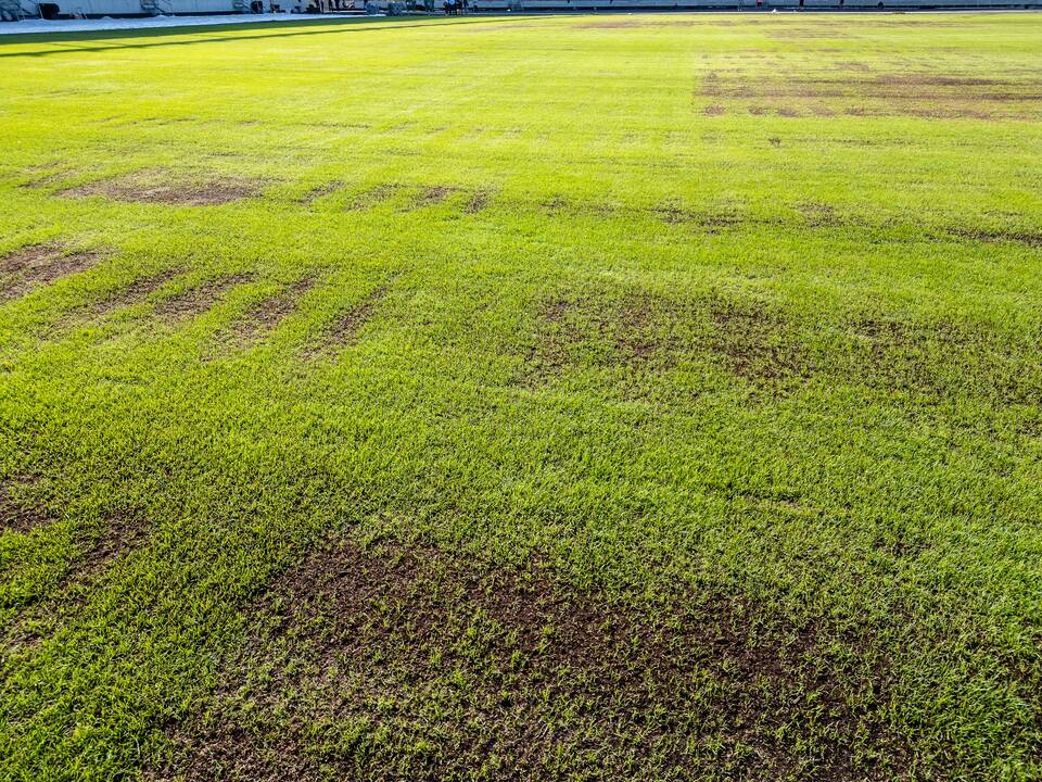 Dariaus ir Girėno stadiono veja