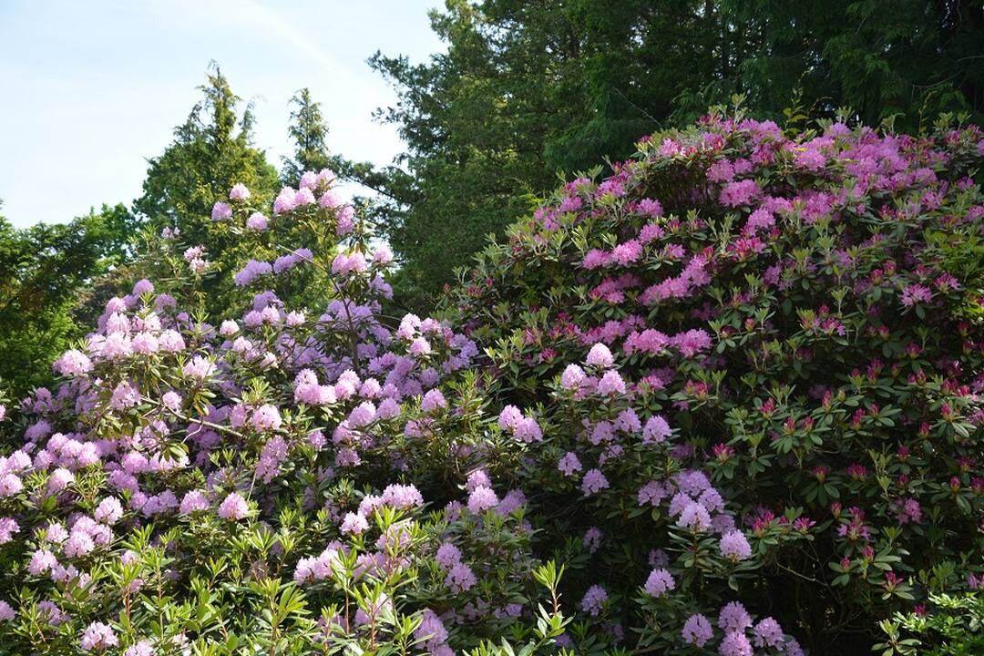 Dubravos arboretume jau pražydo rododendrai