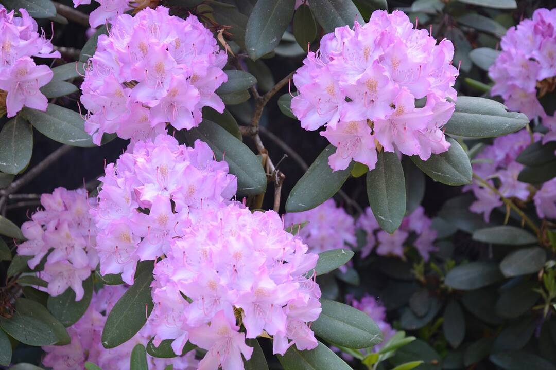 Dubravos arboretume jau pražydo rododendrai