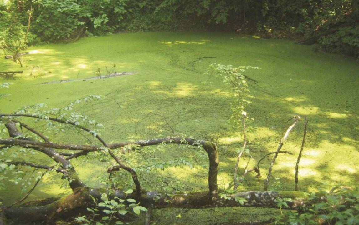 Gelionių duobė