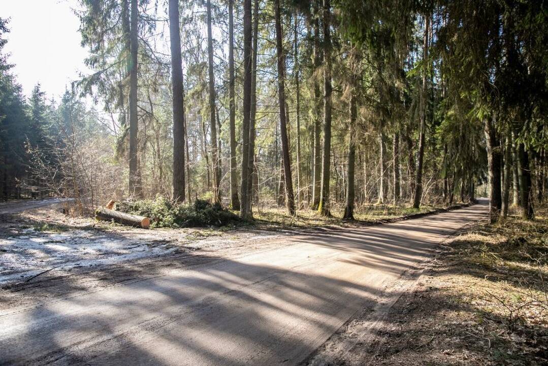 Dalį Pakarklės miško Kauno rajone siūloma apsaugoti nuo ūkinės veiklos