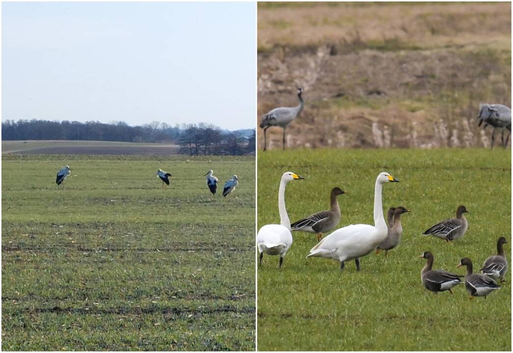 Orai Lietuvoje: sinoptikai turi puikių žinių