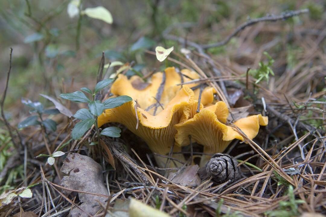 Dėl sausros miškuose nebeliko grybų: ar situacija pagerės?
