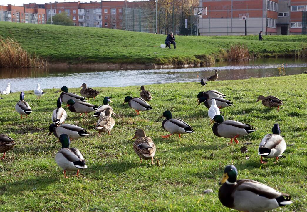 Pažadai: sinoptikai teigia, kad pirmoje savaitės pusėje galėsime pasimėgauti šilto rudens likučiais.