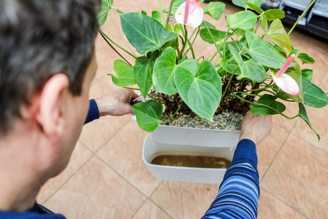 „Lietuviai mėgsta orchidėjas. Šios egzotiškos nuostabaus grožio gėlės paprastai dovanojamos mylimiausiems žmonėms“, – sako salono „Tarp gėlių“ komercijos vadovas A. Gaidys. 