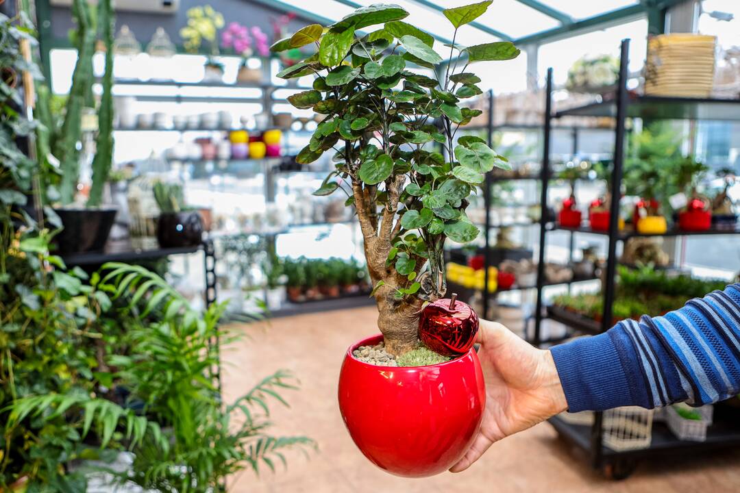 „Lietuviai mėgsta orchidėjas. Šios egzotiškos nuostabaus grožio gėlės paprastai dovanojamos mylimiausiems žmonėms“, – sako salono „Tarp gėlių“ komercijos vadovas A. Gaidys. 