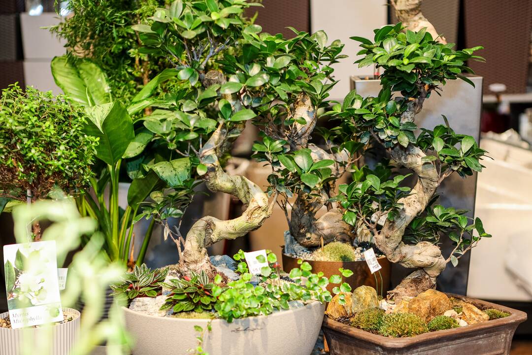 „Lietuviai mėgsta orchidėjas. Šios egzotiškos nuostabaus grožio gėlės paprastai dovanojamos mylimiausiems žmonėms“, – sako salono „Tarp gėlių“ komercijos vadovas A. Gaidys. 