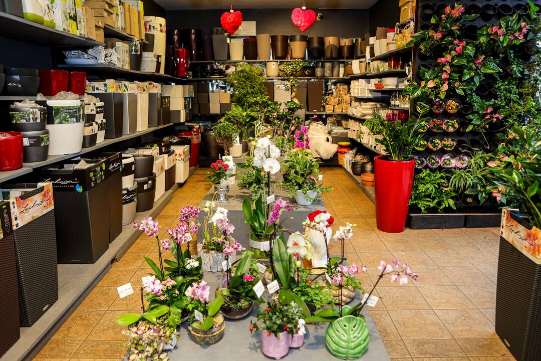 „Lietuviai mėgsta orchidėjas. Šios egzotiškos nuostabaus grožio gėlės paprastai dovanojamos mylimiausiems žmonėms“, – sako salono „Tarp gėlių“ komercijos vadovas A. Gaidys. 
