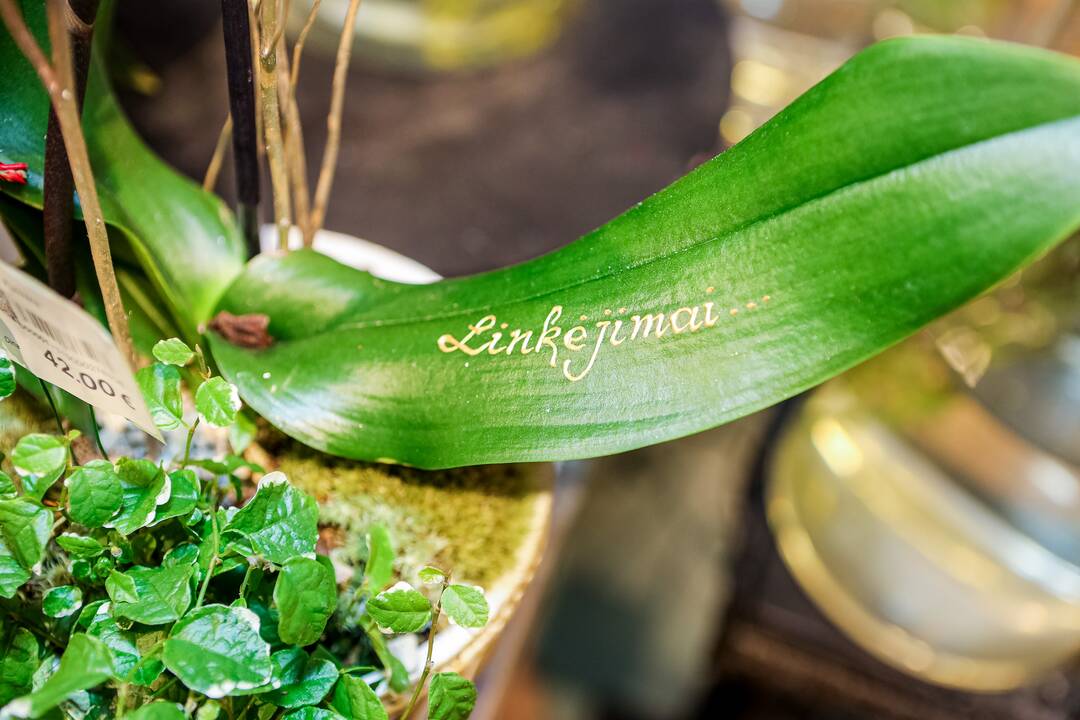 „Lietuviai mėgsta orchidėjas. Šios egzotiškos nuostabaus grožio gėlės paprastai dovanojamos mylimiausiems žmonėms“, – sako salono „Tarp gėlių“ komercijos vadovas A. Gaidys. 