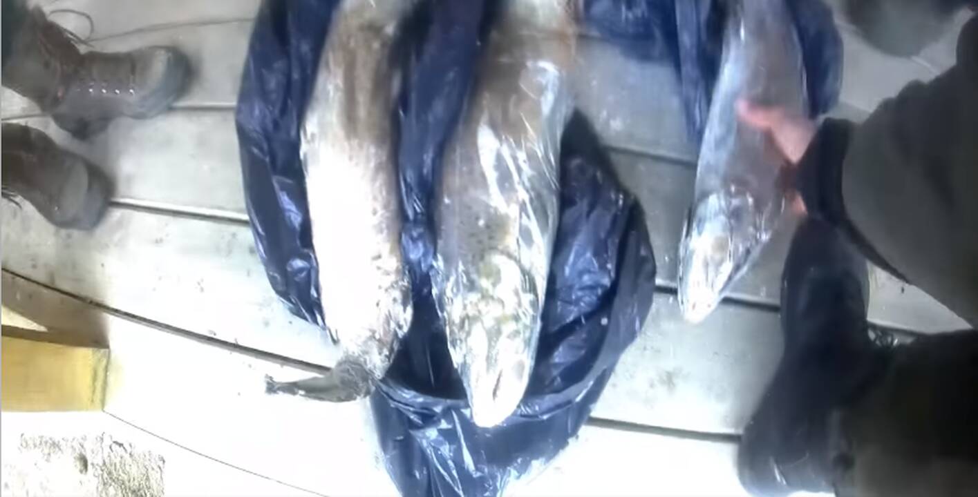 Žeberklu tris lašišas nudūrusiam asmeniui teks atlyginti 8,8 tūkst. eurų žalą gamtai
