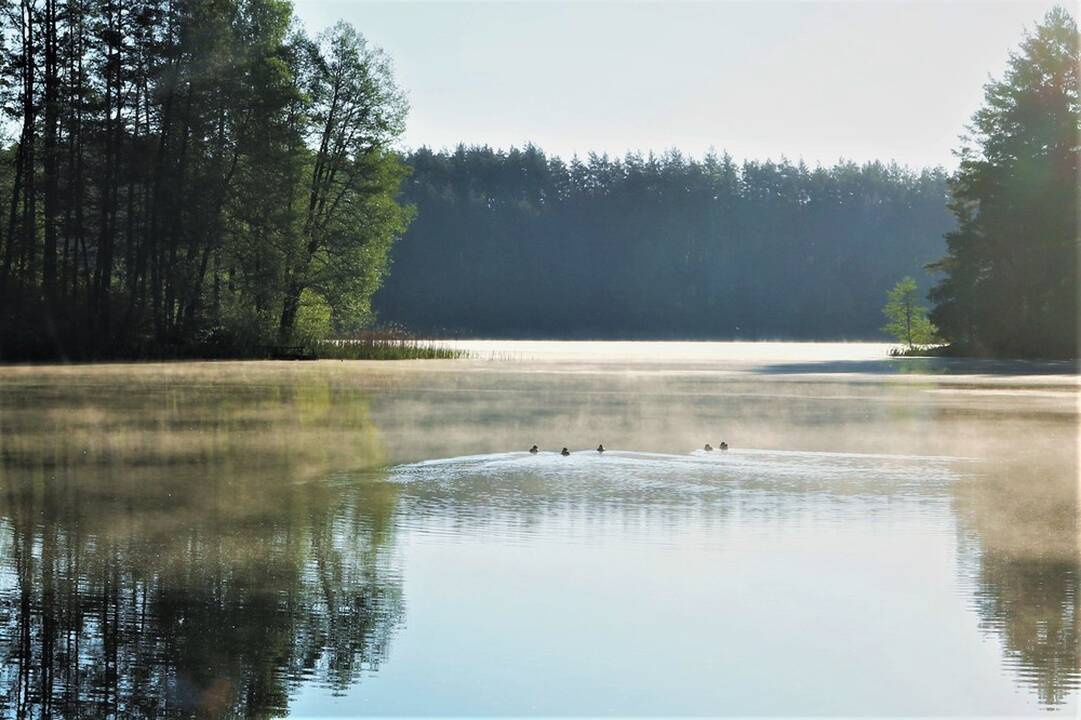 Naglis Šulija
